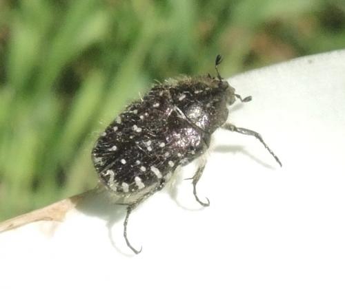 Réf. 260 267 : Oxythyrea funesta